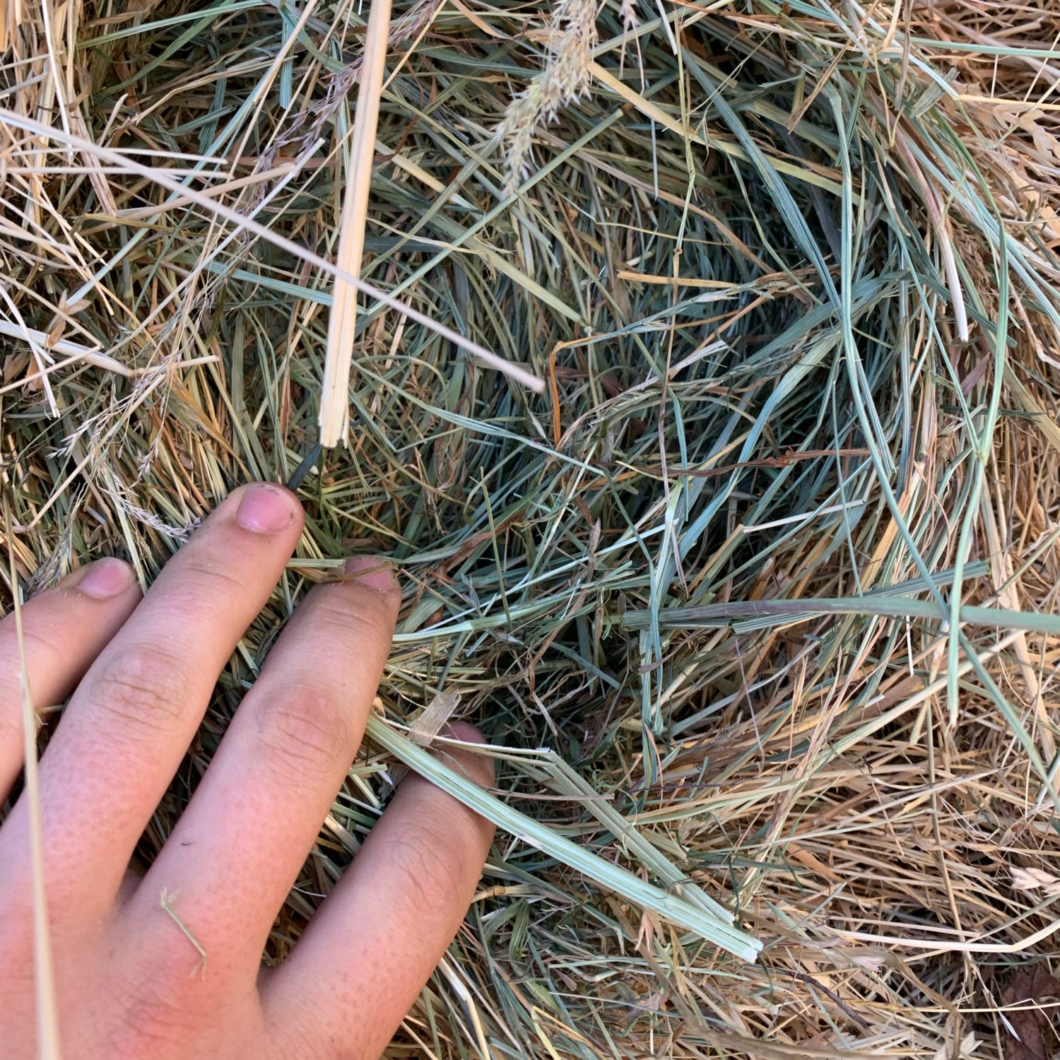 Hay For Sale In Oregon HayMap